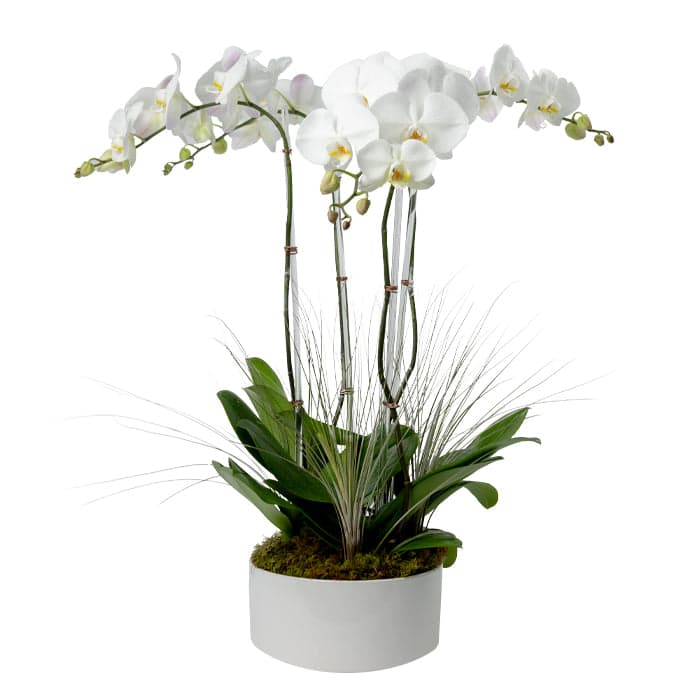 Four Stem White Phalaenopsis Orchid